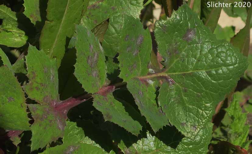 Annual Sow Thistle, Common Sowthistle, Common Sow Thistle, Common Sow-thistle: Sonchus oleraceus