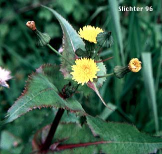 Annual Sow Thistle, Common Sowthistle, Common Sow Thistle, Common Sow-thistle: Sonchus oleraceus