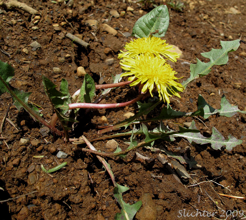 Common Dandelion: Taraxacum officinale (Synonyms: Taraxacum erythrospermum, Taraxacum laevigatum, Taraxacum officinale ssp. officinale, Taraxacum officinale ssp. vulgare)