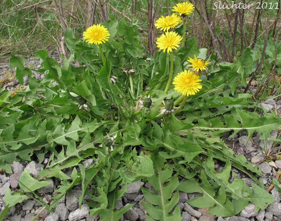 Common Dandelion: Taraxacum officinale (Synonyms: Taraxacum erythrospermum, Taraxacum laevigatum, Taraxacum officinale ssp. officinale, Taraxacum officinale ssp. vulgare)