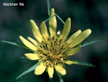 Yellow Salsify, Meadow Goatsbeard: Tragopogon dubius (Synonym: Tragopogon major)
