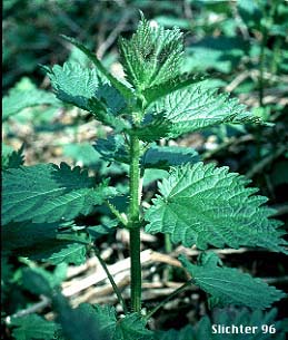 American Stinging Nettles, California Nettle, Northwest Nettle, Stinging Nettle: Urtica dioica ssp. gracilis (Synonyms: Urtica californica, Urtica dioica var. angustifolia, Urtica dioica var. californica, Urtica dioicia var. gracilis, Urtica dioica var. lyallii, Urtica dioica var. procera, Urtica gracilis, Urtica lyallii)