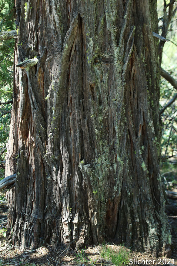 Bark of Incense-cedar, Incense Cedar: Calocedrus decurrens (Synonym: Libocedrus decurrens)
