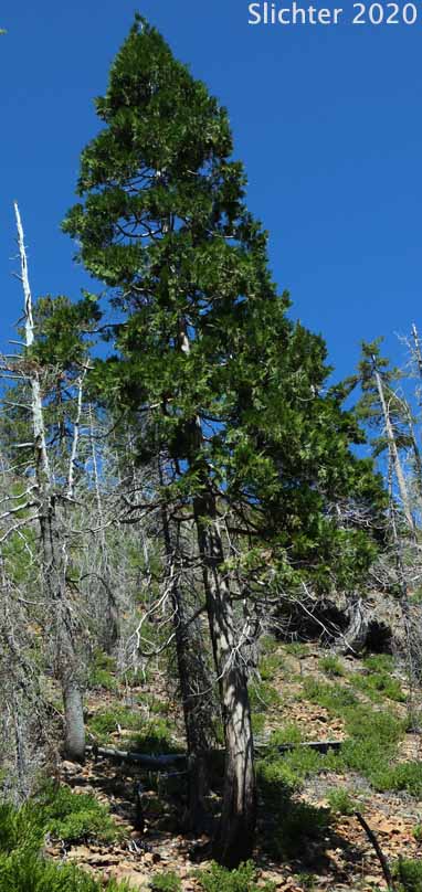 Incense-cedar, Incense Cedar: Calocedrus decurrens (Synonym: Libocedrus decurrens)