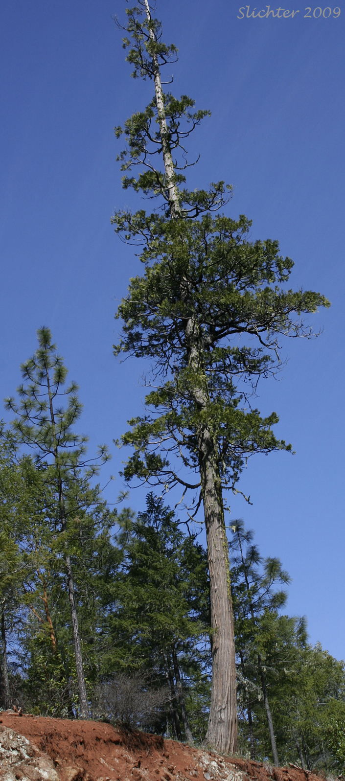 Incense Cedar: Calocedrus decurrens (Synonym: Libocedrus decurrens)