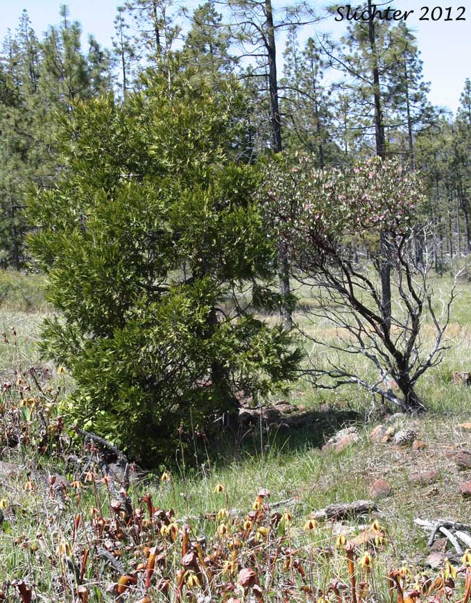 Incense-cedar, Incense Cedar: Calocedrus decurrens (Synonym: Libocedrus decurrens)