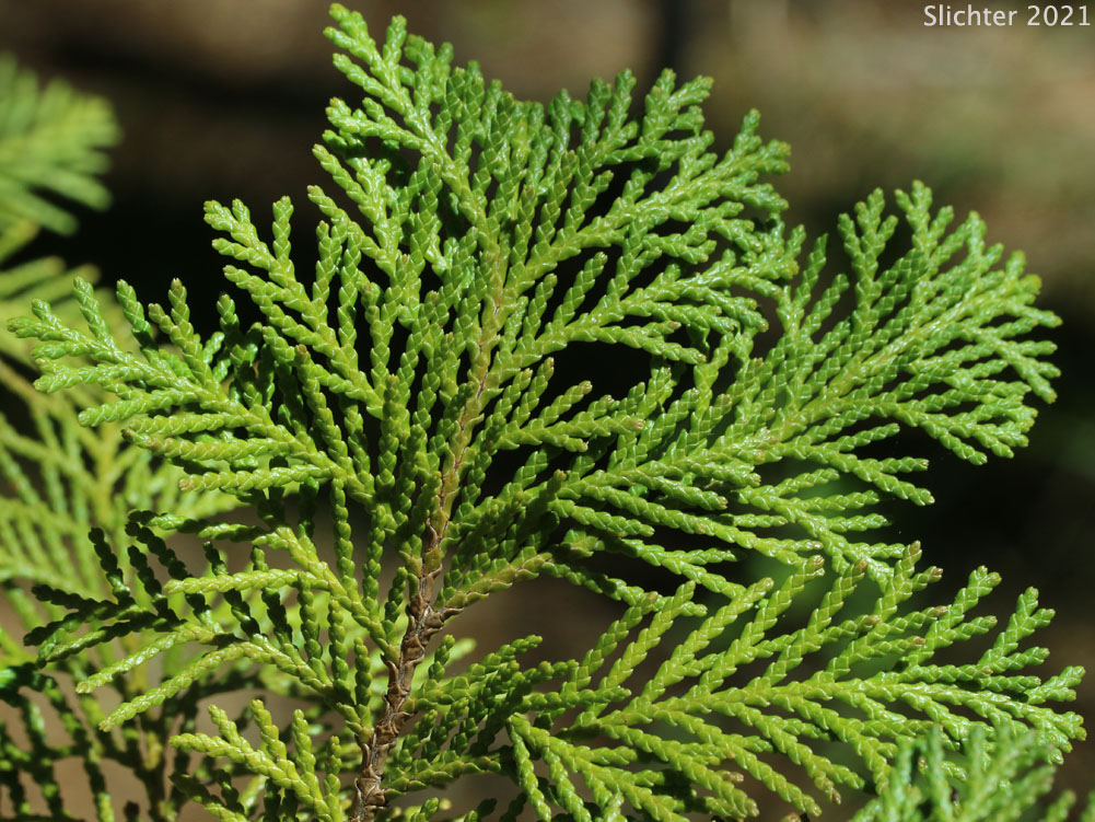 Spray of leaves of Port Orford Cedar: Chamaecyparis lawsoniana (Synonym: Cupressus lawsoniana)