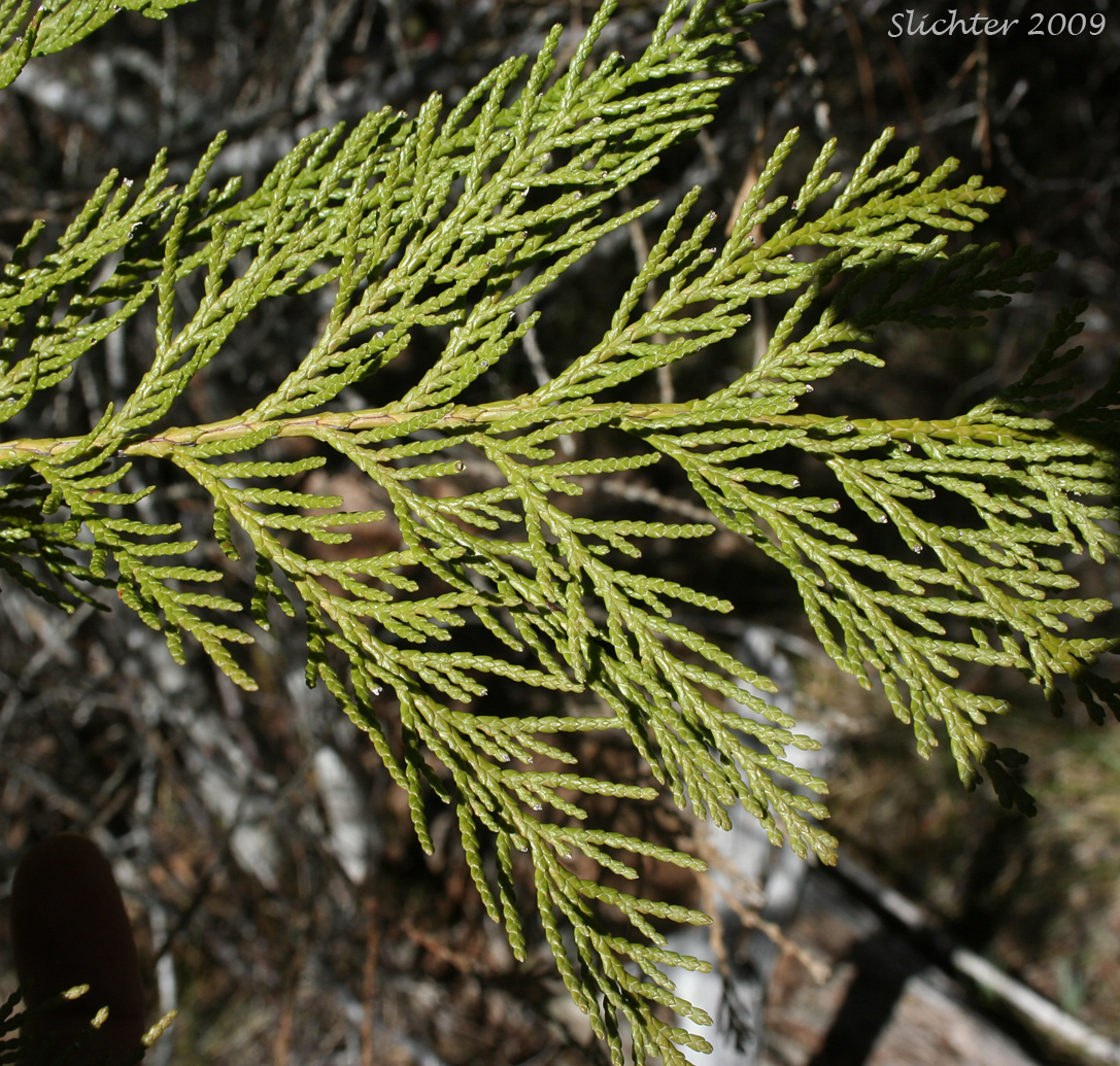 Leaf spray of Port Orford Cedar: Chamaecyparis lawsoniana (Synonym: Cupressus lawsoniana)