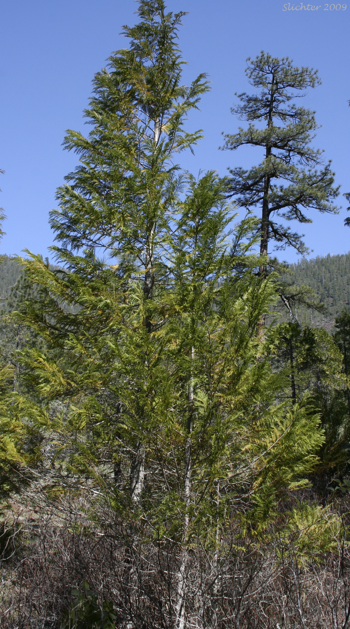 Port Orford Cedar: Chamaecyparis lawsoniana (Synonym: Cupressus lawsoniana)