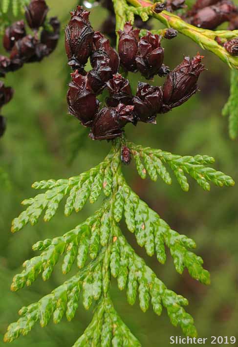 Western Redcedar, Western Red Cedar, Canoe Cedar: Thuja plicata