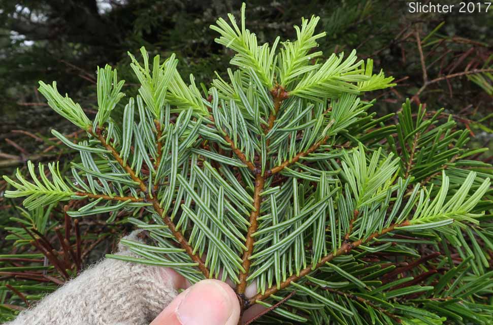 Lower needles of Amabilis Fir, Cascade Fir, Lovely Fir, Pacific Silver Fir, Silver Fir: Abies amabilis