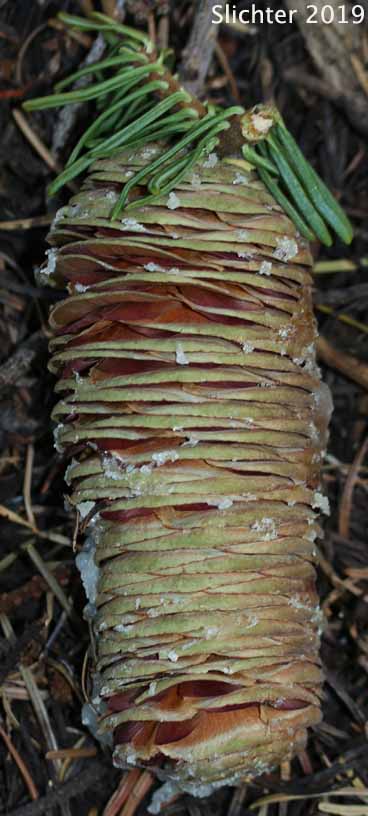 Cone of a California White Fir, Sierra White Fir: Abies concolor x Abies grandis (Synonyms: Abies concolor, Abies concolor var. concolor, Abies concolor var. lowiana, Abies lowiana)