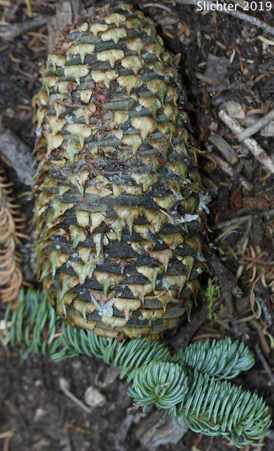 Cone of California Red Fir, Shasta Red Fir: Abies magnifica X Abies procera (Synonyms: Abies magnifica, Abies magnifica var. magnifica, Abies magnifica var. shastensis, Abies Xshastensis)