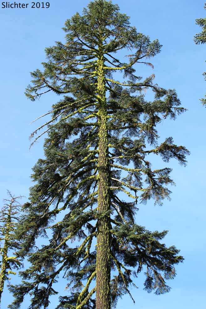 California Red Fir, Shasta Red Fir: Abies magnifica X Abies procera (Synonyms: Abies magnifica, Abies magnifica var. magnifica, Abies magnifica var. shastensis, Abies Xshastensis)