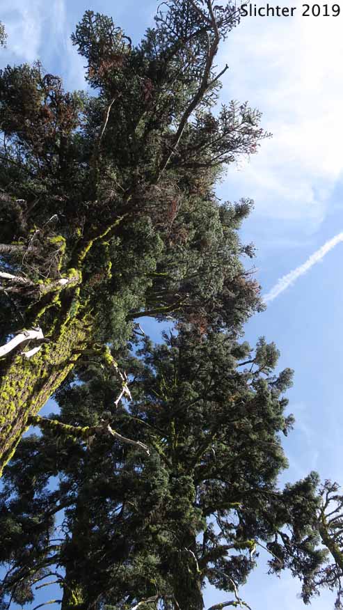 California Red Fir, Shasta Red Fir: Abies magnifica X Abies procera (Synonyms: Abies magnifica, Abies magnifica var. magnifica, Abies magnifica var. shastensis, Abies Xshastensis)