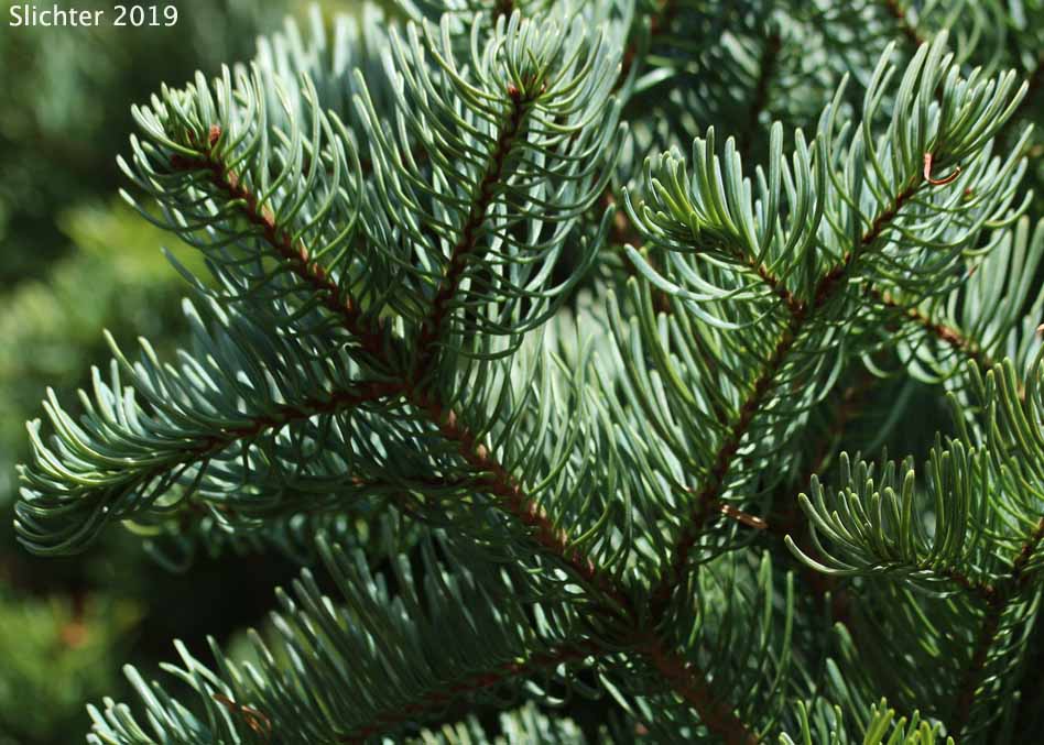 Needles of California Red Fir, Shasta Red Fir: Abies magnifica X Abies procera (Synonyms: Abies magnifica, Abies magnifica var. magnifica, Abies magnifica var. shastensis, Abies Xshastensis)
