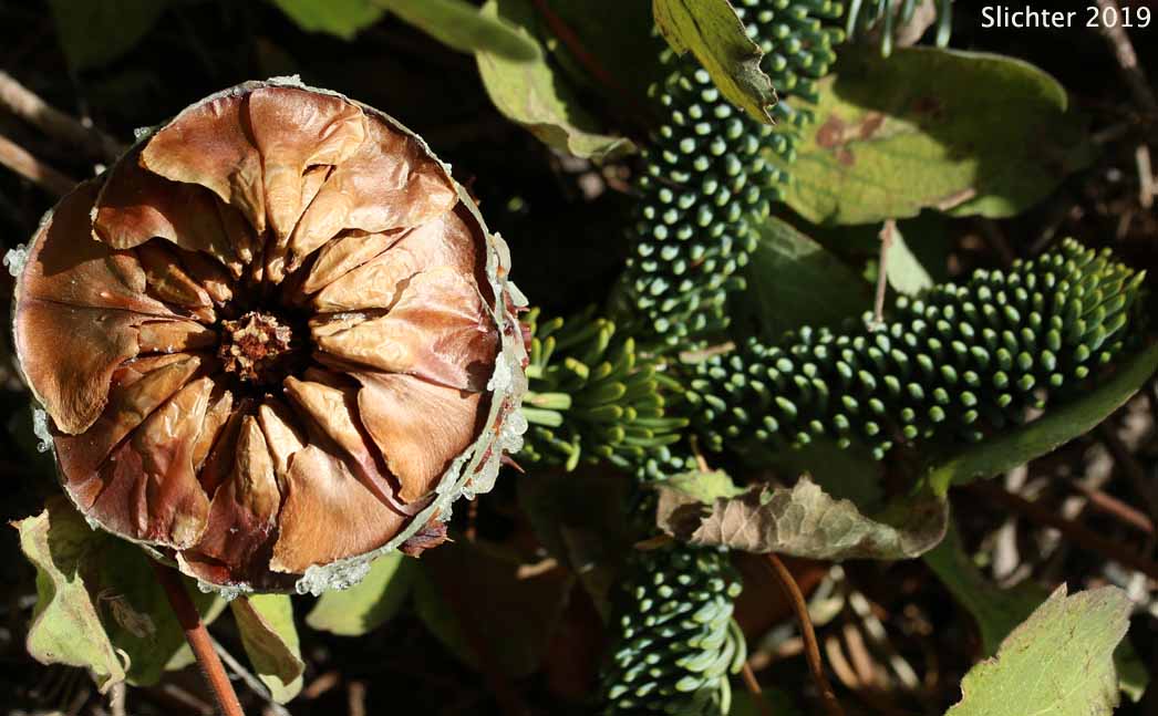 Cross-section of a cone of California Red Fir, Shasta Red Fir: Abies magnifica X Abies procera (Synonyms: Abies magnifica, Abies magnifica var. magnifica, Abies magnifica var. shastensis, Abies Xshastensis)