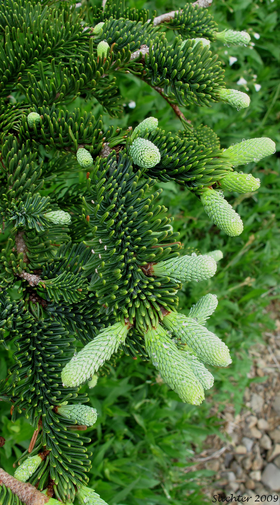 Noble Fir, Red Fir, White Fir: Abies procera (Synonym: Abies nobilis)