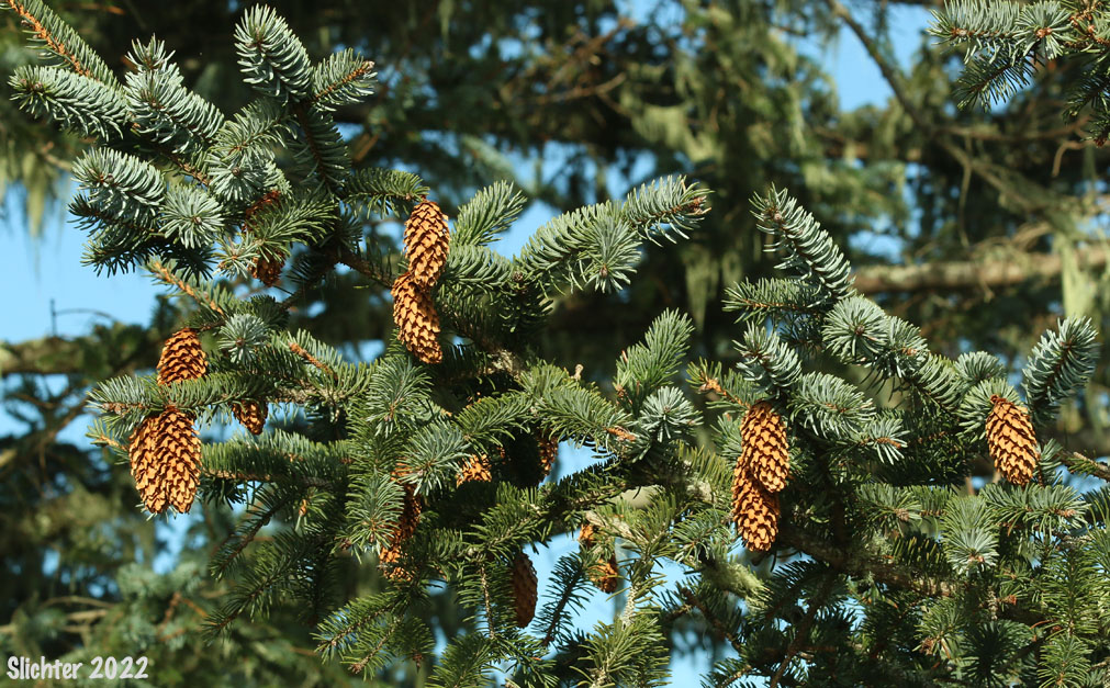 Sitka Spruce: Picea sitchensis (Synonyms: Abies falcata, Abies menziesii, Picea falcata, Picea menziesii, Pinus menziesii)