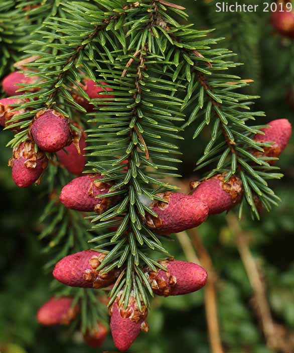 Pollen cones of Sitka Spruce: Picea sitchensis (Synonyms: Abies falcata, Abies menziesii, Picea falcata, Picea menziesii, Pinus menziesii)