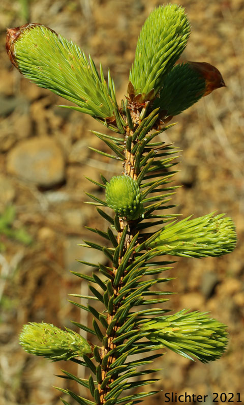 Sitka Spruce: Picea sitchensis (Synonyms: Abies falcata, Abies menziesii, Picea falcata, Picea menziesii, Pinus menziesii)