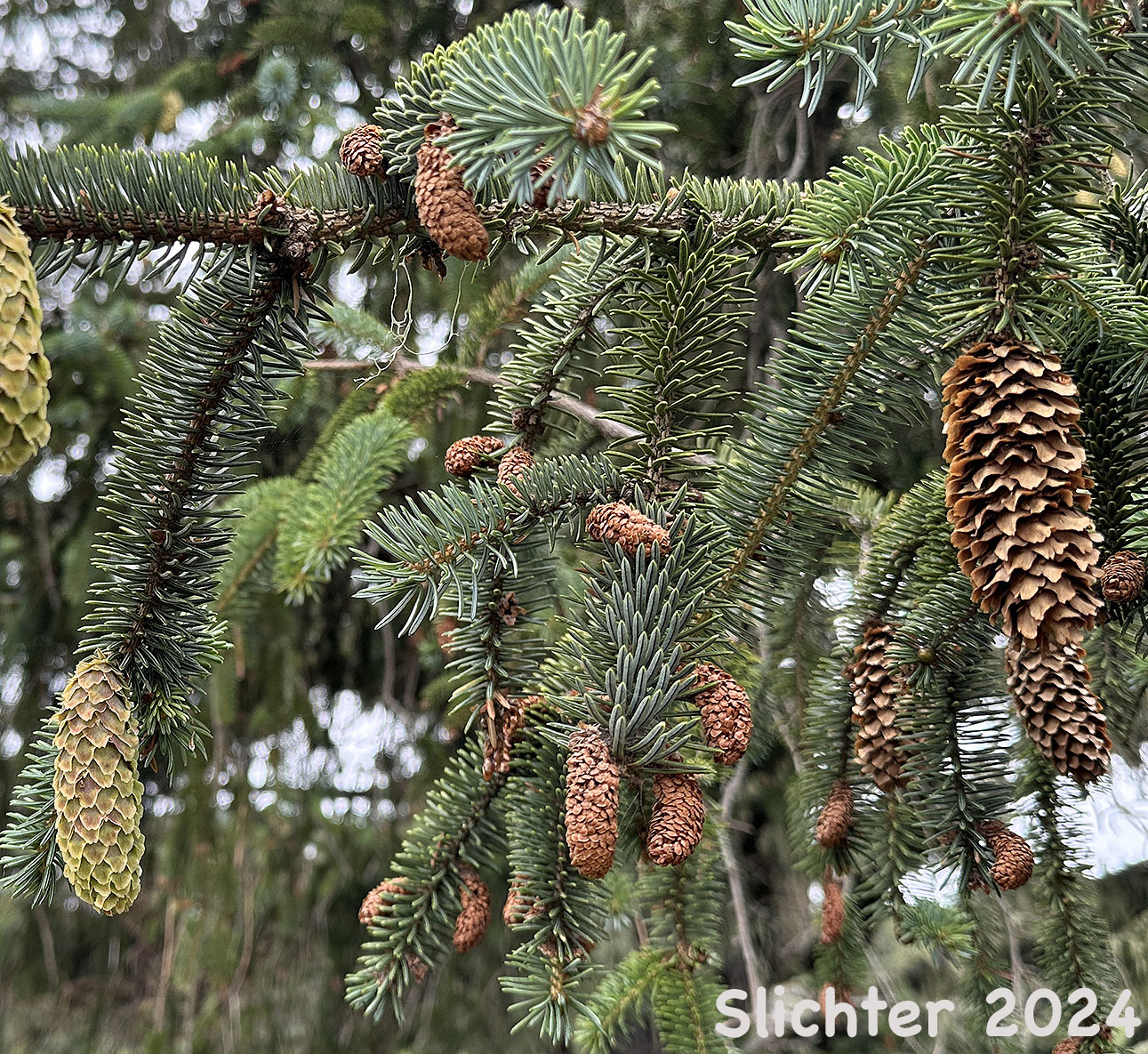 Newly forming and old female cones of Sitka Spruce: Picea sitchensis (Synonyms: Abies falcata, Abies menziesii, Picea falcata, Picea menziesii, Pinus menziesii)