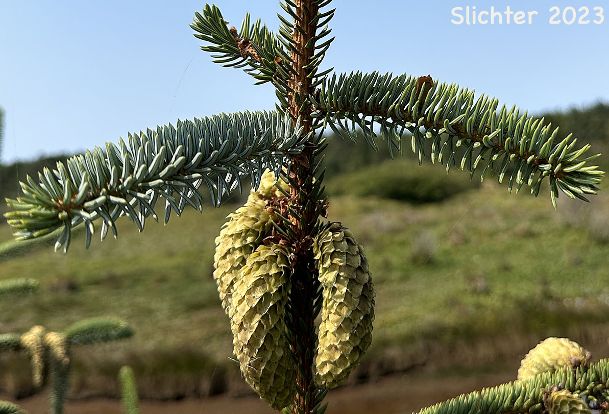 Maturing female cones of Sitka Spruce: Picea sitchensis (Synonyms: Abies falcata, Abies menziesii, Picea falcata, Picea menziesii, Pinus menziesii)