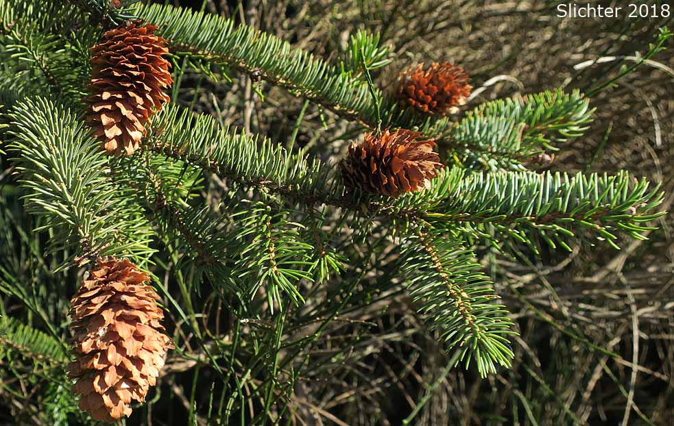 Needles and cones of Sitka Spruce: Picea sitchensis (Synonyms: Abies falcata, Abies menziesii, Picea falcata, Picea menziesii, Pinus menziesii)