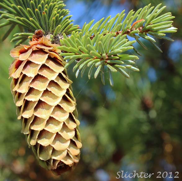 Cone of Sitka Spruce: Picea sitchensis (Synonyms: Abies falcata, Abies menziesii, Picea falcata, Picea menziesii, Pinus menziesii)