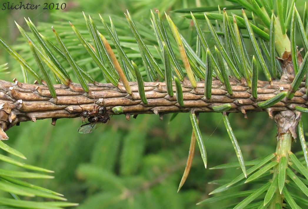 Needles of Sitka Spruce: Picea sitchensis (Synonyms: Abies falcata, Abies menziesii, Picea falcata, Picea menziesii, Pinus menziesii)