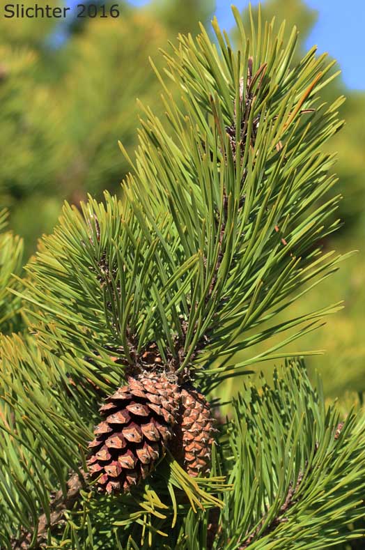 Needles and cones of Shore Pine: Pinus contorta var. contorta (Synonym: Pinus contorta ssp. contorta)