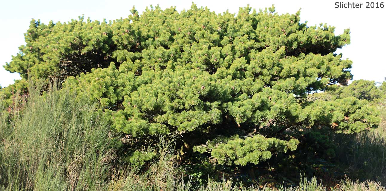 Shore Pine: Pinus contorta var. contorta (Synonym: Pinus contorta ssp. contorta)