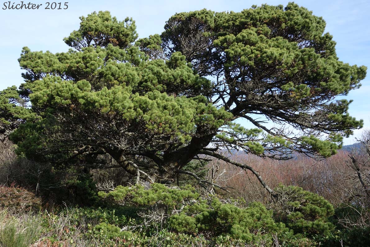 Shore Pine: Pinus contorta var. contorta (Synonym: Pinus contorta ssp. contorta)