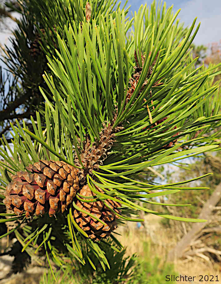 Shore Pine: Pinus contorta var. contorta (Synonym: Pinus contorta ssp. contorta)