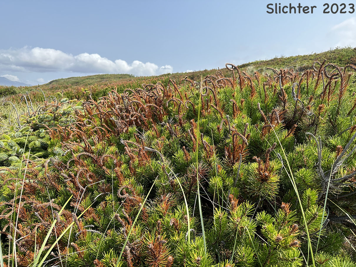 Heat and wind damage to growing tips of Shore Pine: Pinus contorta var. contorta (Synonym: Pinus contorta ssp. contorta)