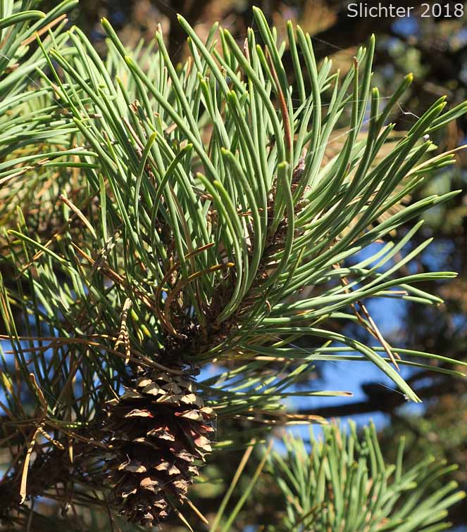 Cones and needles of Shore Pine: Pinus contorta var. contorta (Synonym: Pinus contorta ssp. contorta)