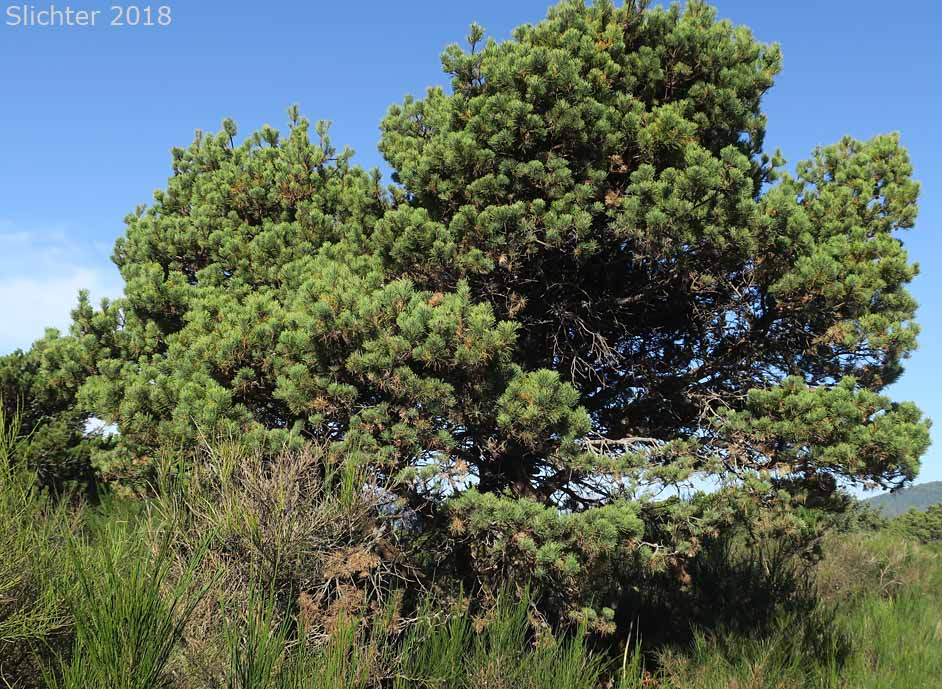Shore Pine: Pinus contorta var. contorta (Synonym: Pinus contorta ssp. contorta)