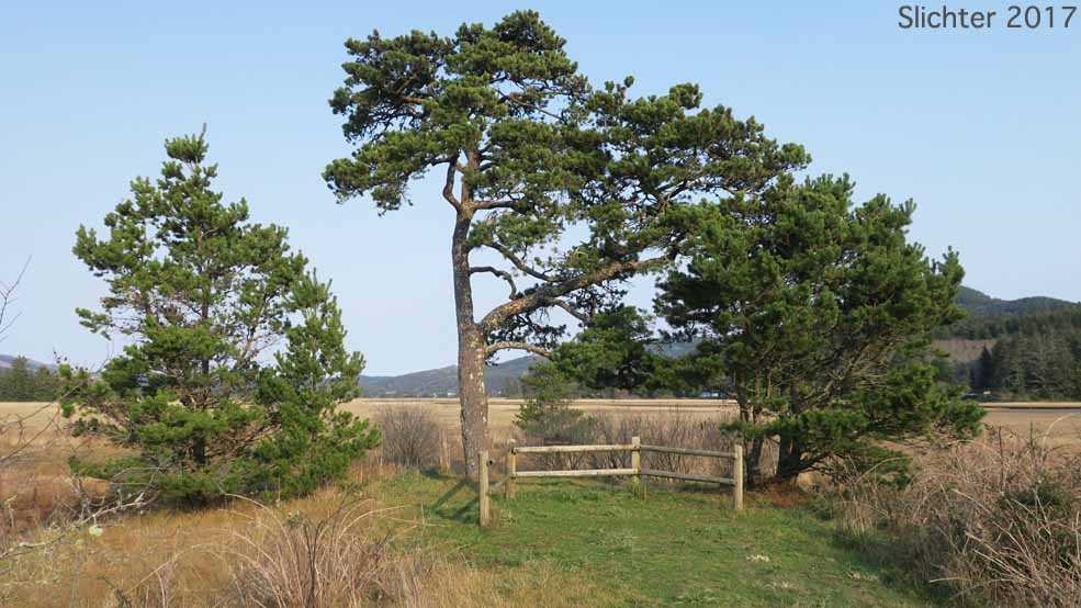 Shore Pine: Pinus contorta var. contorta (Synonym: Pinus contorta ssp. contorta)