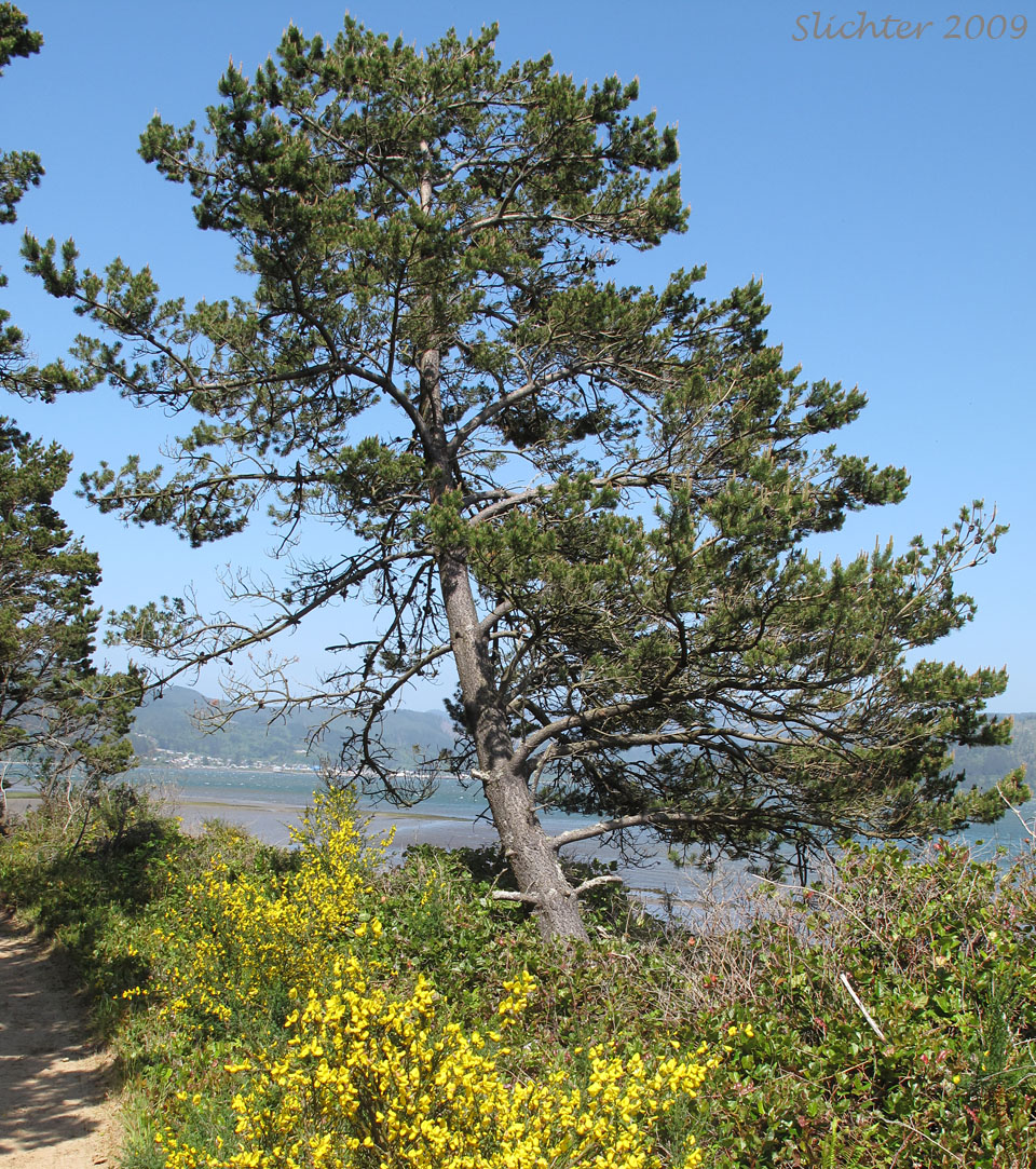 Shore Pine: Pinus contorta var. contorta (Synonym: Pinus contorta ssp. contorta)