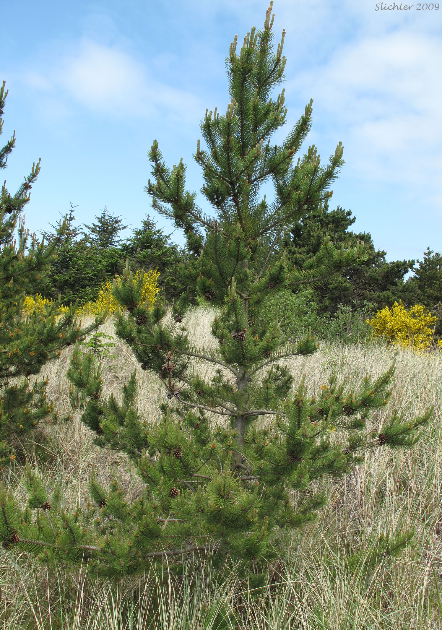 Shore Pine: Pinus contorta var. contorta (Synonym: Pinus contorta ssp. contorta)
