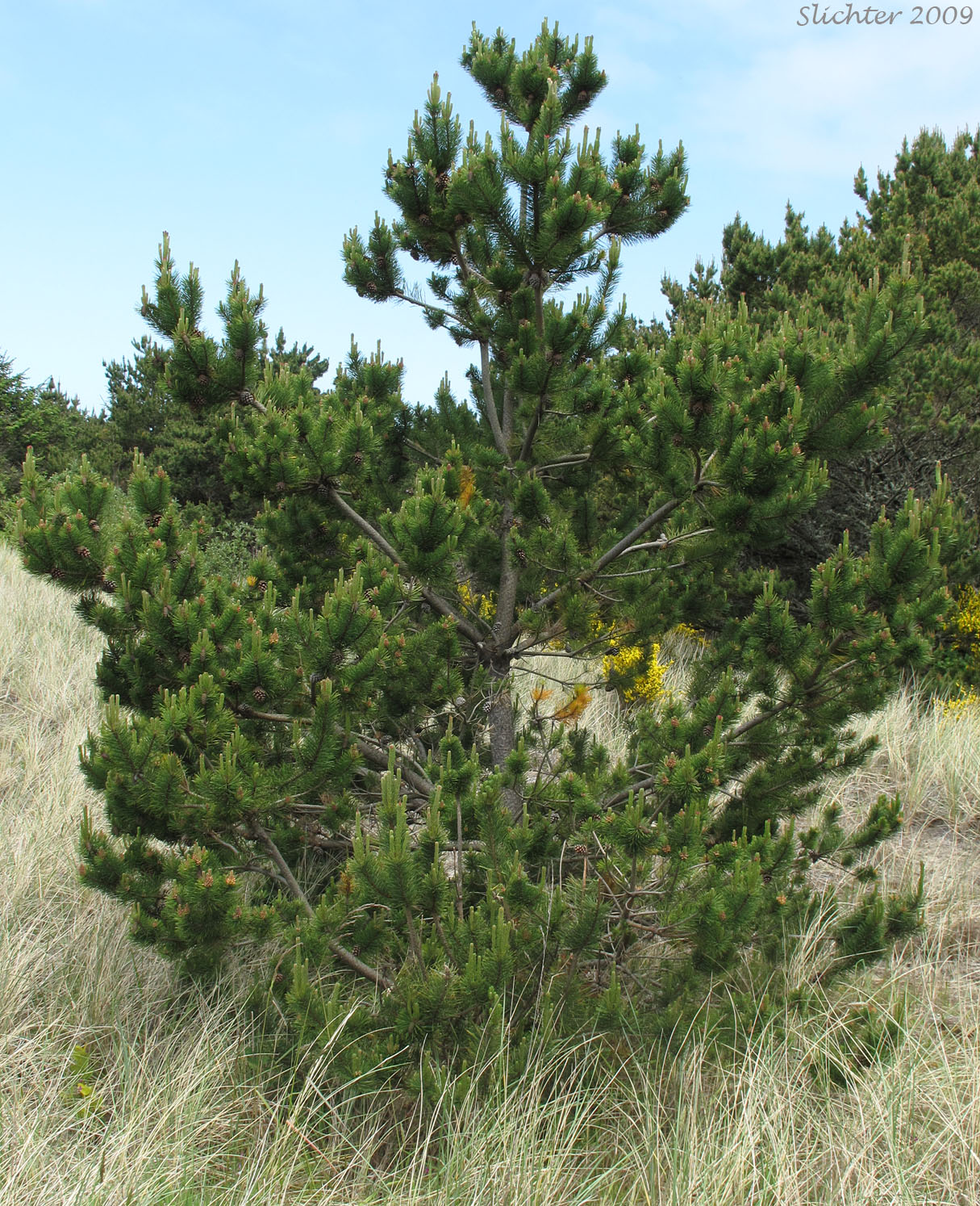 Shore Pine: Pinus contorta var. contorta (Synonym: Pinus contorta ssp. contorta)