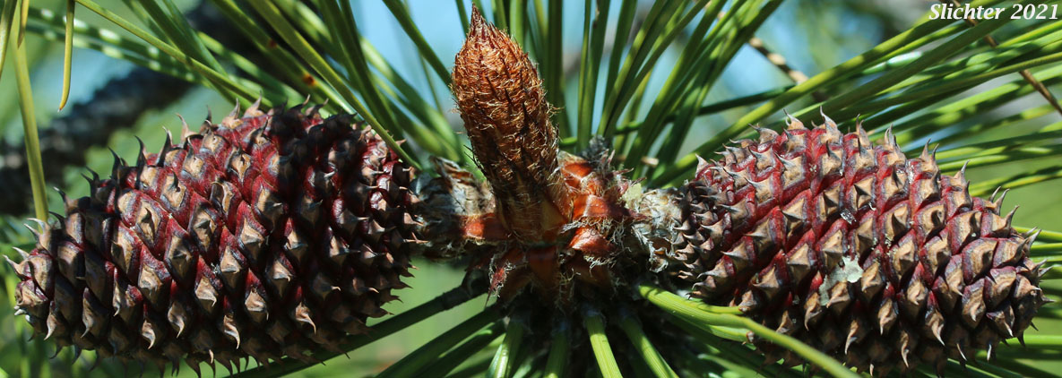 Immature cones of Jeffrey Pine: Pinus jeffreyi