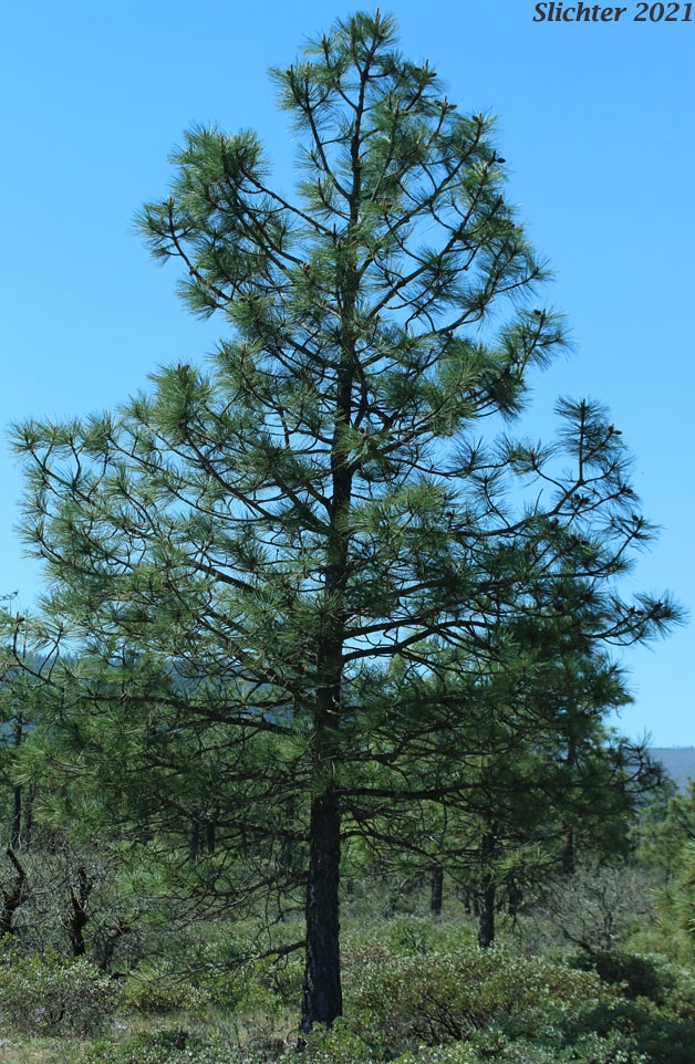 Jeffrey Pine: Pinus jeffreyi