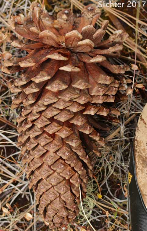 Cone of Jeffrey Pine: Pinus jeffreyi