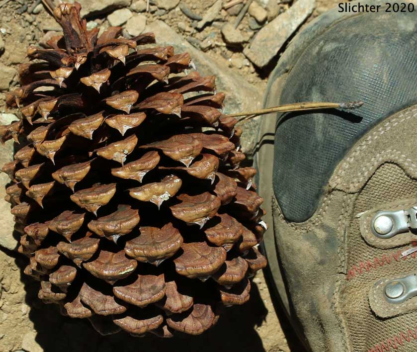 Jeffrey Pine: Pinus jeffreyi