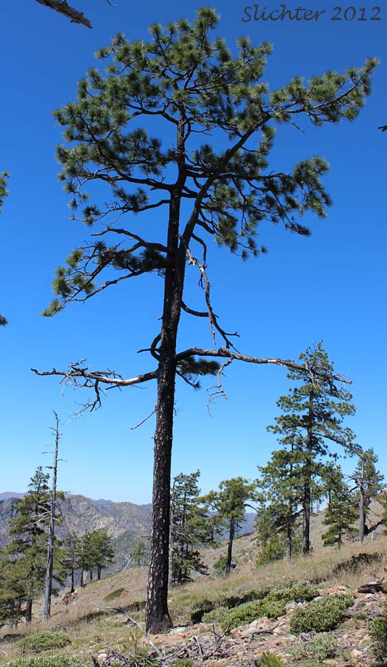 Jeffrey Pine: Pinus jeffreyi