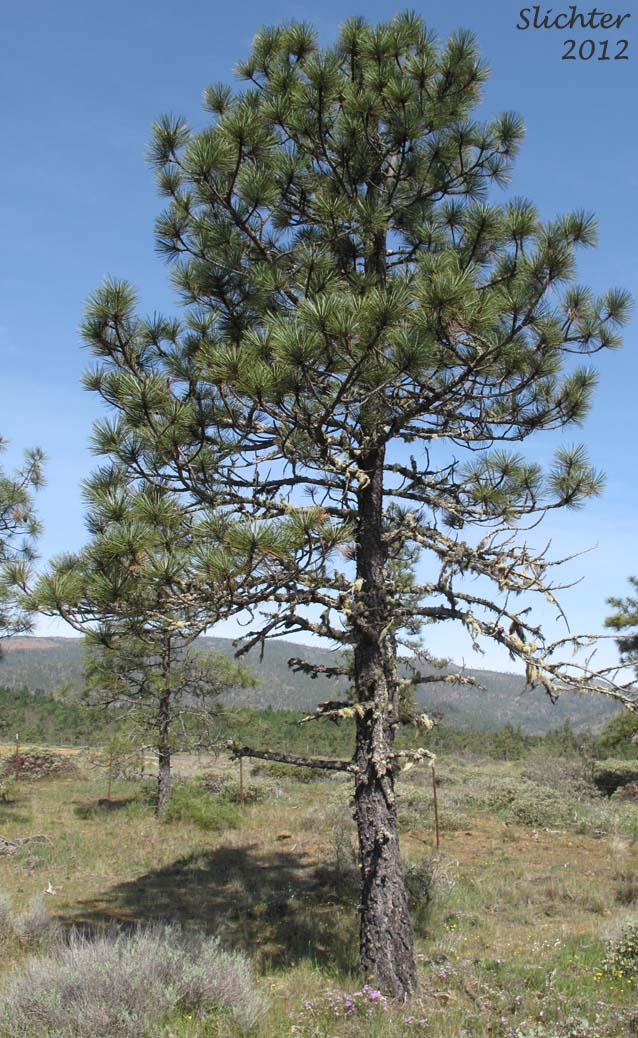 Jeffrey Pine: Pinus jeffreyi