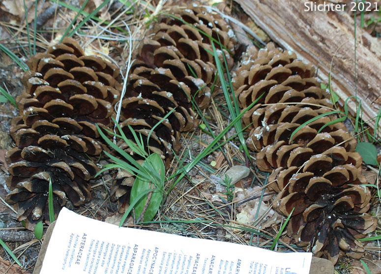 Sugar Pine: Pinus lambertiana