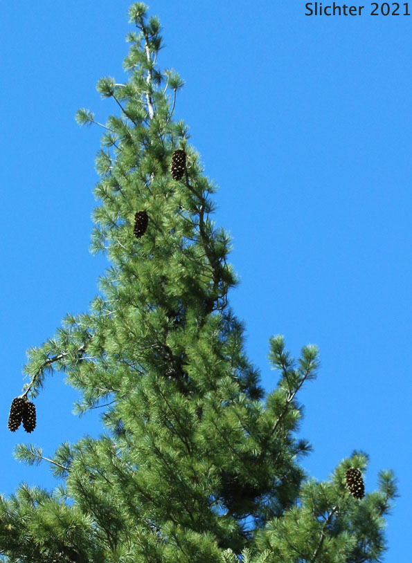 Sugar Pine: Pinus lambertiana