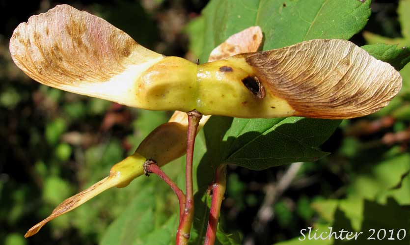 Winged fruits of Vine Maple: Acer circinatum